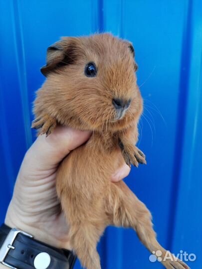 Морская свинка