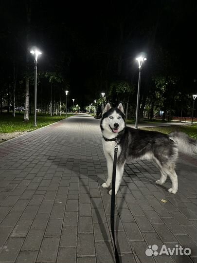 Выгул собак