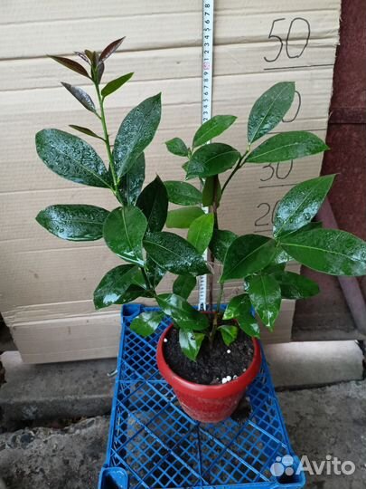 Лимон плодоносящий