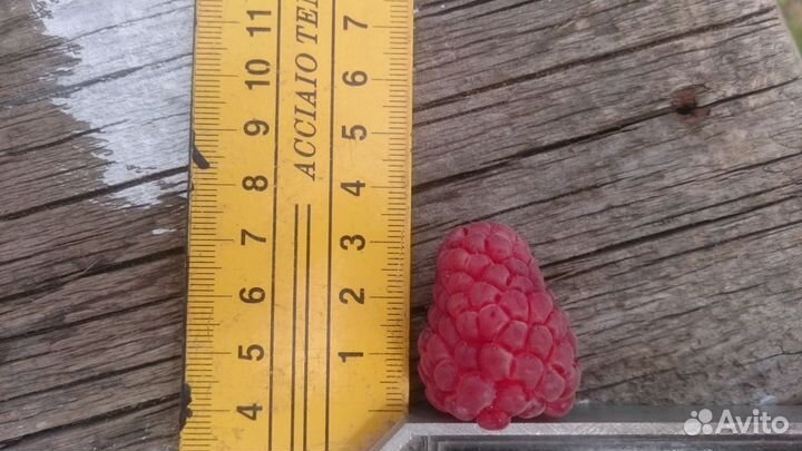 Малина Таруса - саженцы