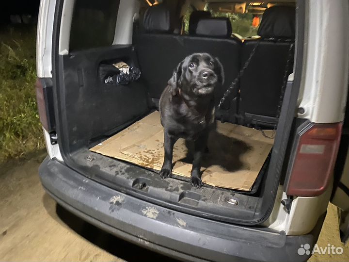 Перевозка домашних животных, ZOO Такси Ярик