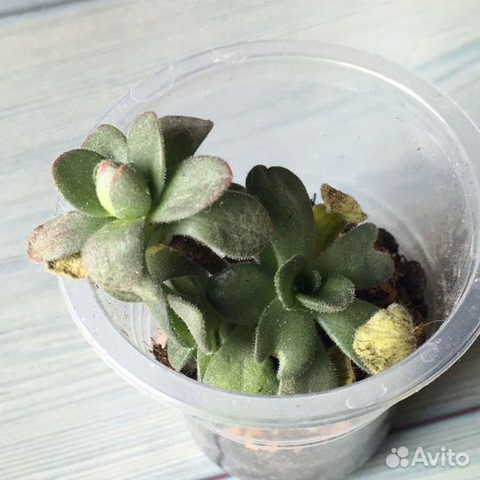 Суккуленты ч 7
