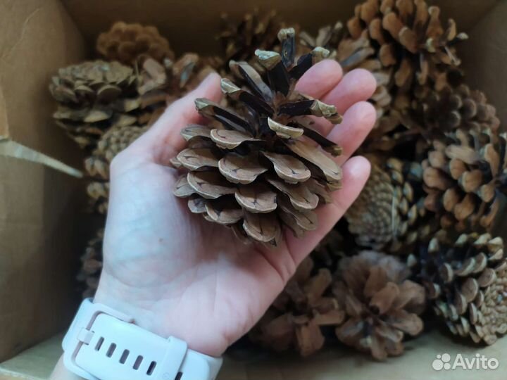 Шишки для декора