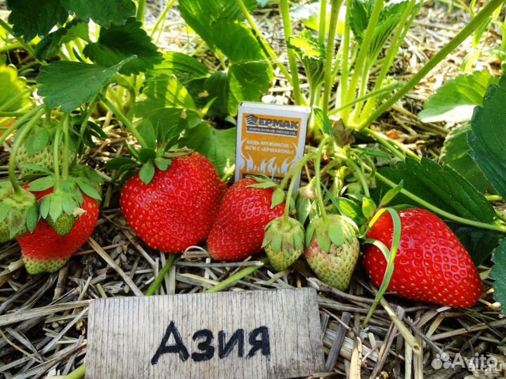 Саженцы клубники