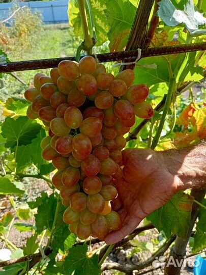 Саженцы винограда