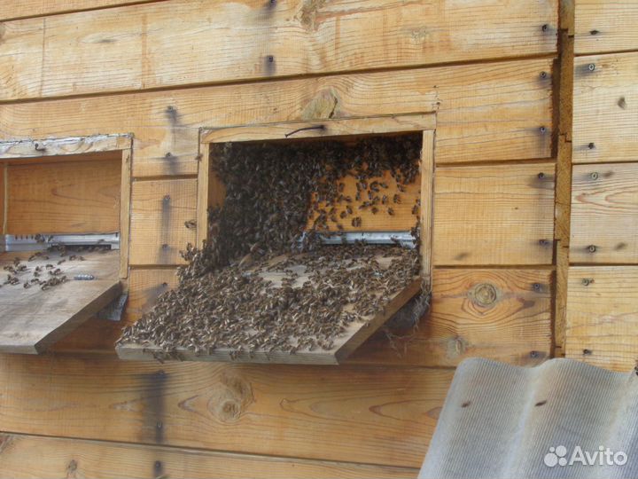 Пчеловодство