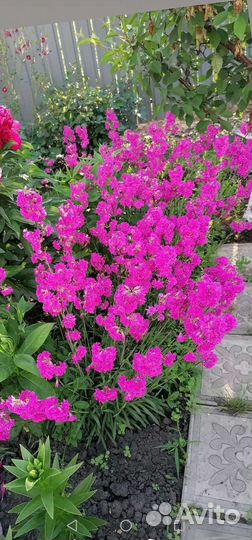 Многолетники садовые