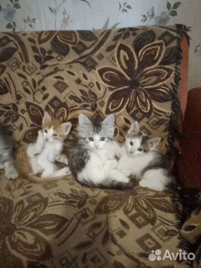Отдам котят в добрые руки бесплатно