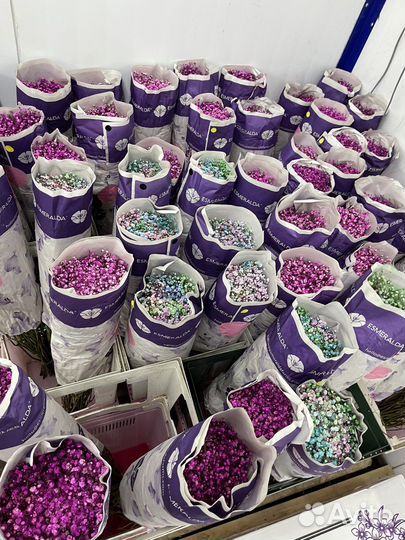 Гивсофила оптом