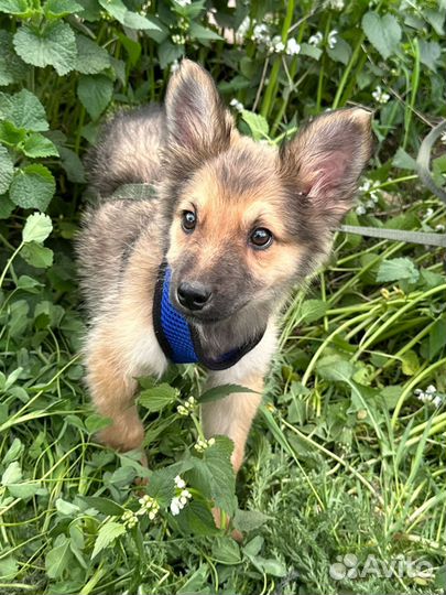 Собака, щенок