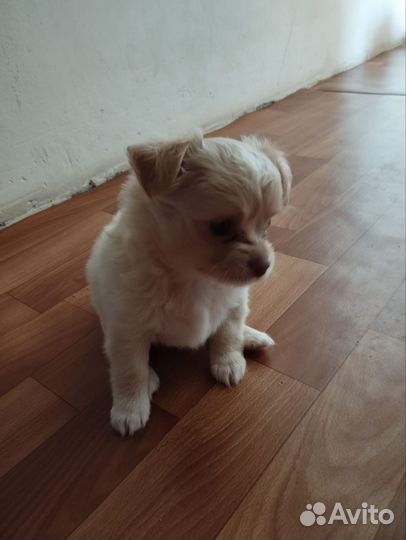 Щенки чихуахуа длинношерстные