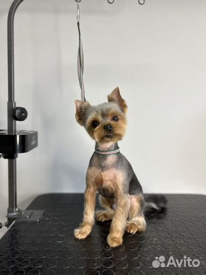 Стрижка собак и кошек,Зоосалон,Грумер