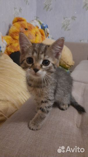 Кот от британской кошки