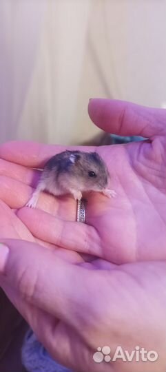 Джунгарский хомяк бесплатно