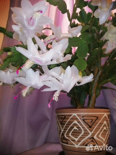 Декабрист шлюмбергера белый