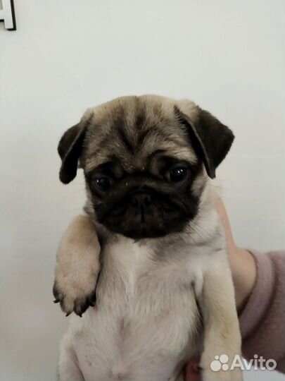 Мопс щенок