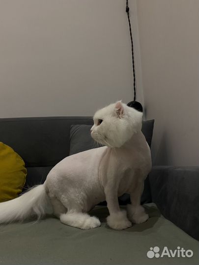 Стрижка собак и кошек