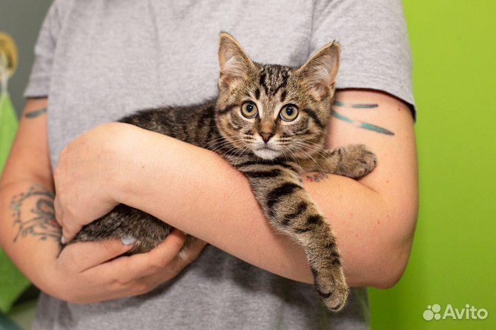 Котенок ищет дом