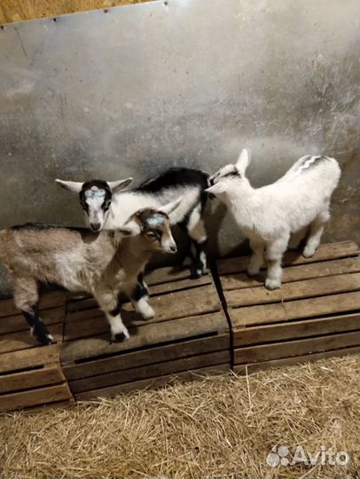 Козлики ламанча и альпийские