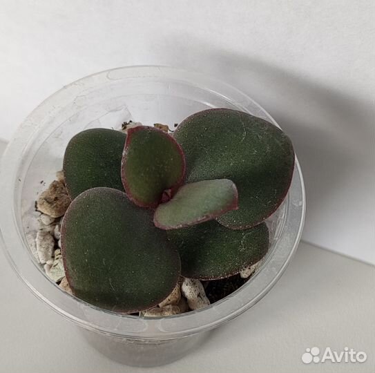 Садик из суккулентов. Флорариум. Суккуленты