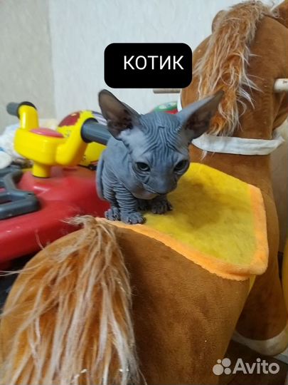 Донской сфинкс котята
