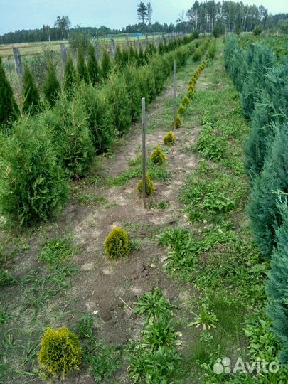 Туи Можевельник Кипарис Ель Голубая