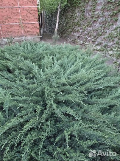 Можжевельник виргинский Грей Оул