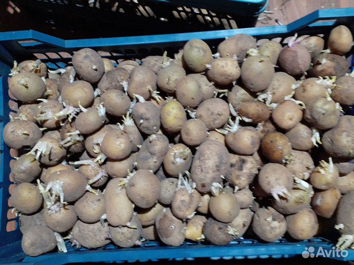 Семенной картофель