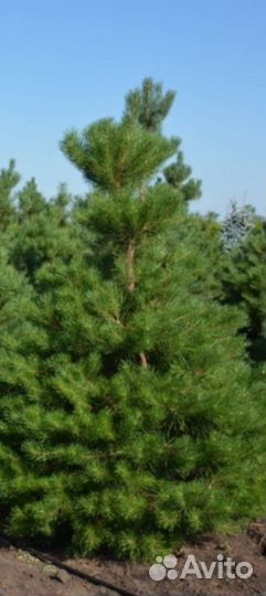 Сосна горная Пумилио