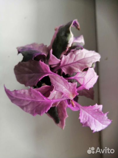 Генура вариегатная