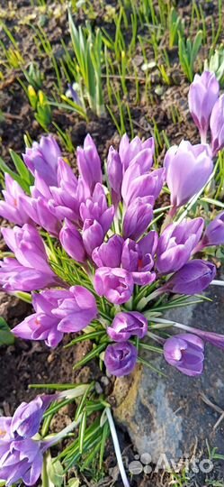 Растения цветы для сада