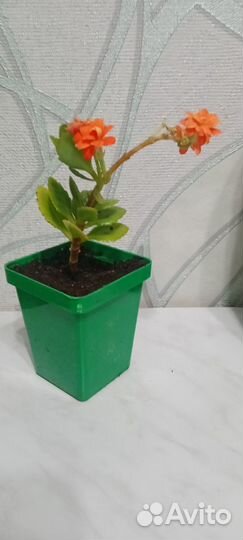 Продам цветы комнатные