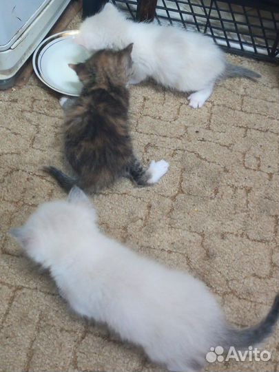 Котята в добрые руки