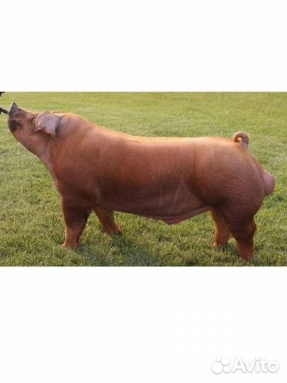 Поросёнок хряк дюрок