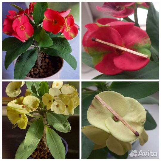 Молочай Миля крупноцветковый