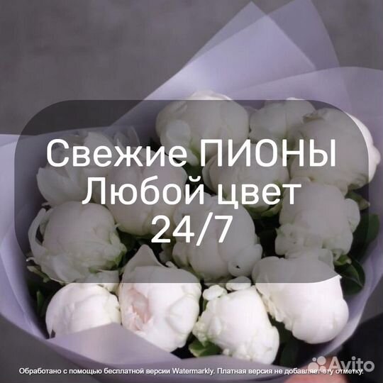 Пион Роза Москва 51 пион