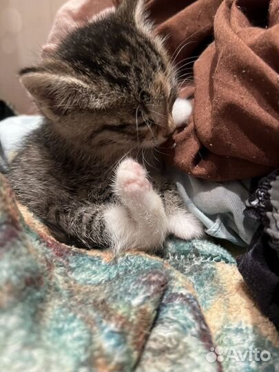 Кошка в дар