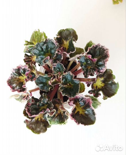 Фиалка Harmony Very Berry - детки