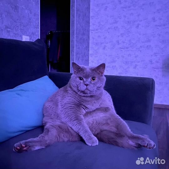Диваны ричмонд и оскар