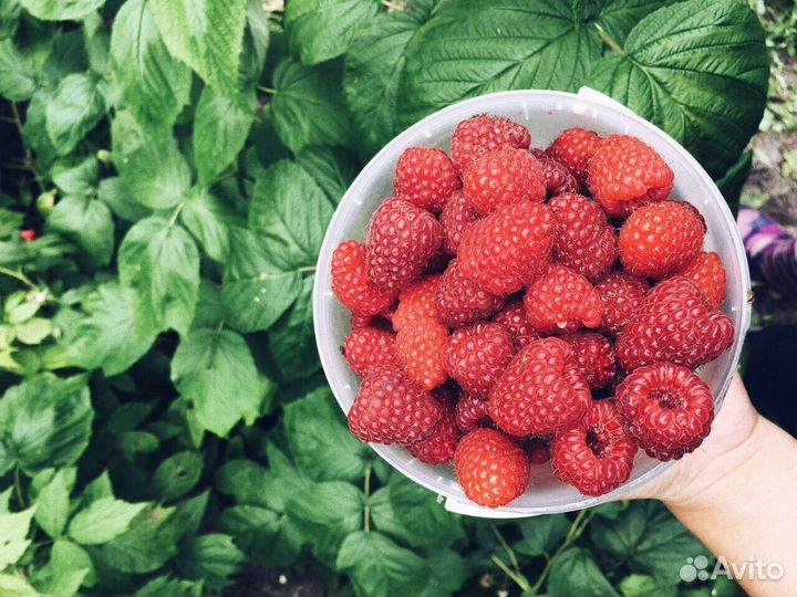 Саженцы малины ремонтантных и летних сортов