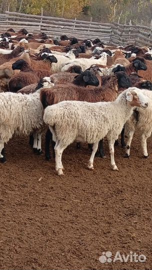 Курдючные бараны овцы