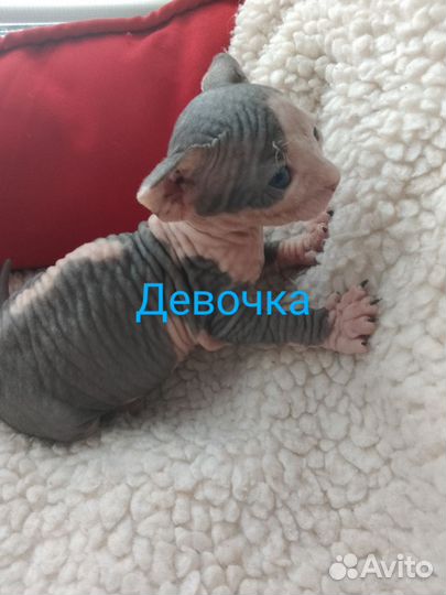 Канадский сфинкс котенок