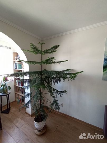 Продам араукарию
