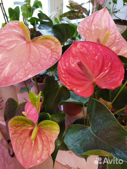 Антуриум, разные сорта