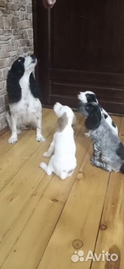 Русский охотничий спаниель