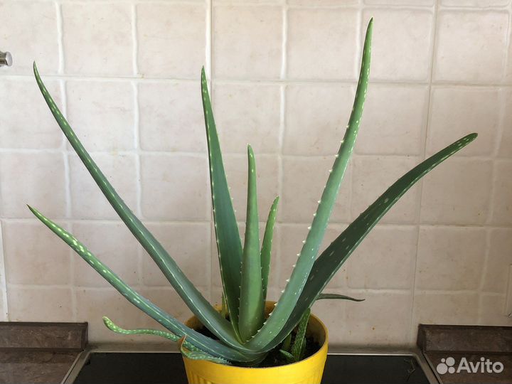 Алое вера Алоэ 30-35 см