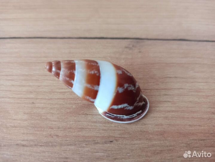 Морская раковина