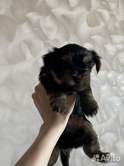 Йоркширский терьер