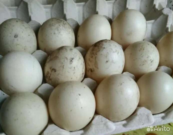 Инкубационное яйцо индоутки