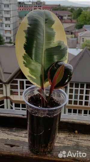 Фикус эластика Тинеке